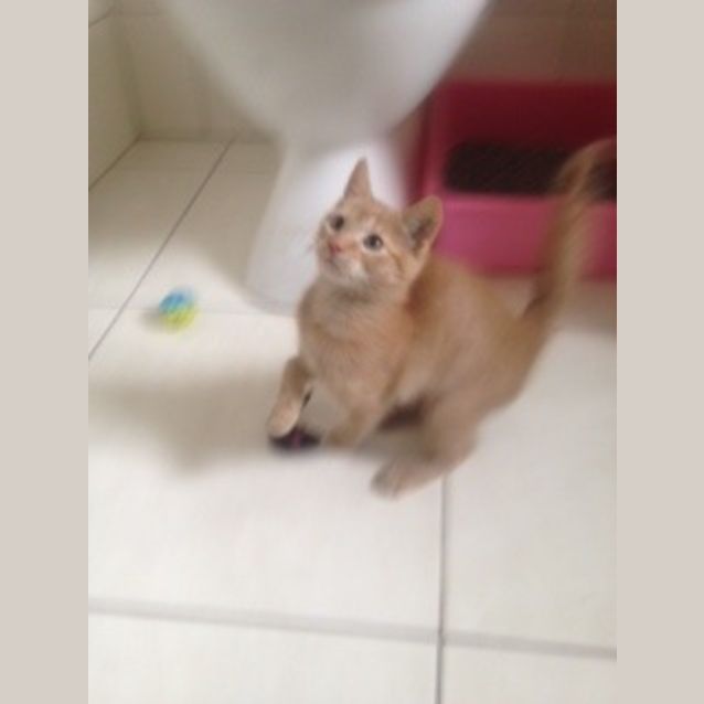 Photo of Nala