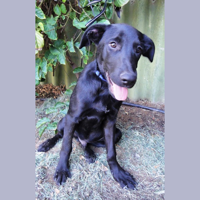 Photo of Vader (D2132)