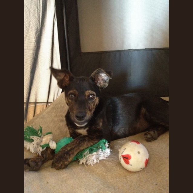 Photo of Tazzie *On Trial*