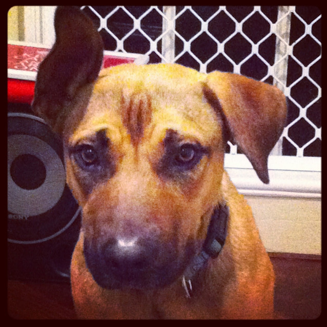 Photo of Bruce 