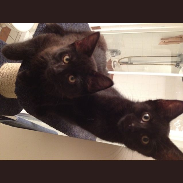 Photo of Gaius And Tiberius
