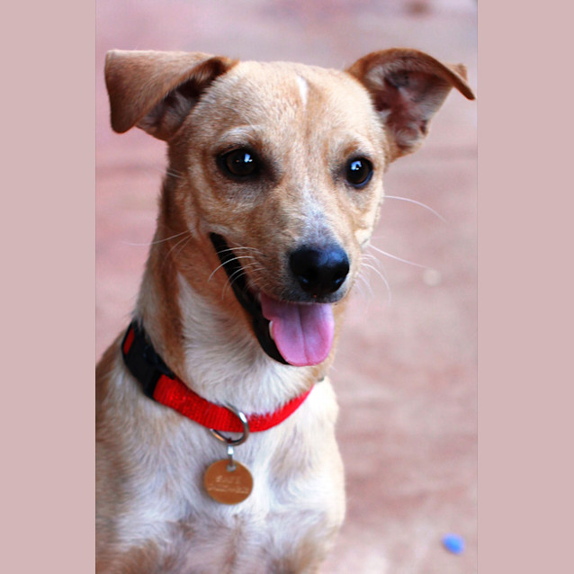 Photo of Rosa (Hd152) *Adoption Pending*