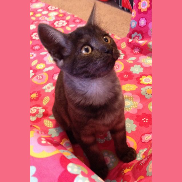 Photo of Ash