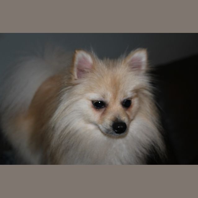 Photo of Trixie