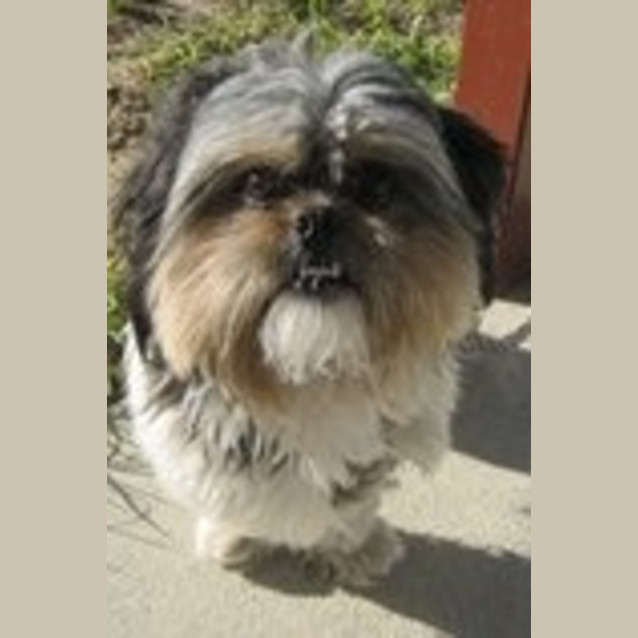 Photo of Urgent Foster Care For This Weekend