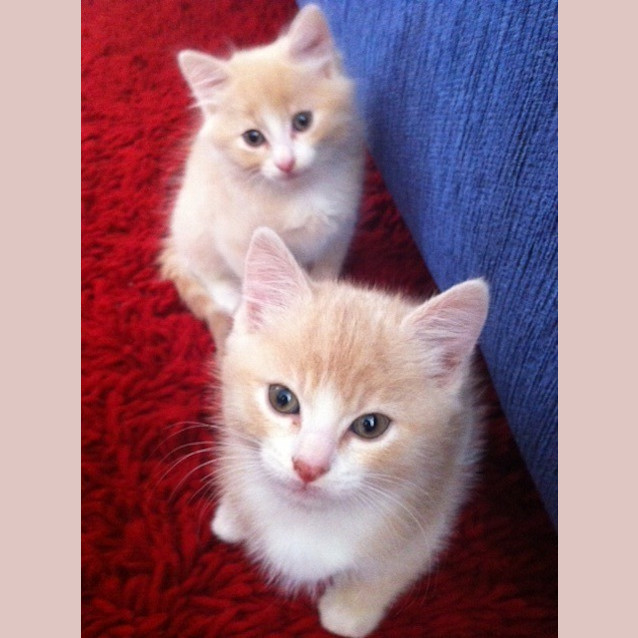 Photo of Barney And Beau *Dual Adoption*