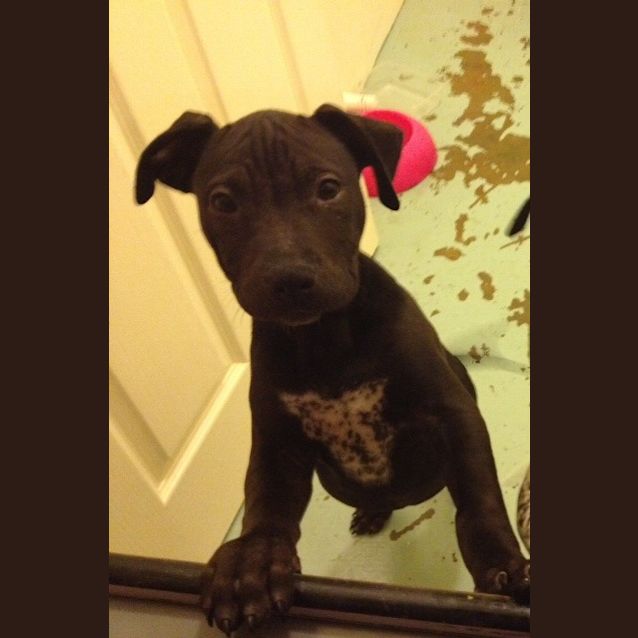 Photo of Chicko