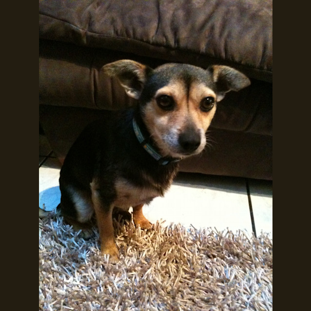 Photo of Angus