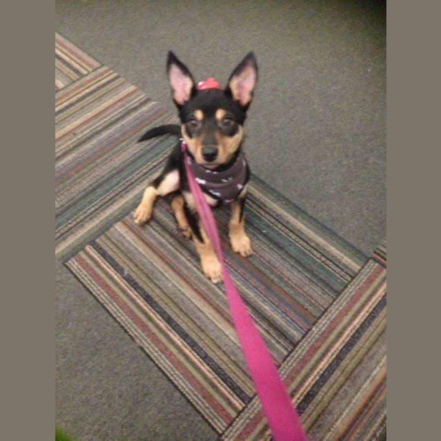Photo of Pixie