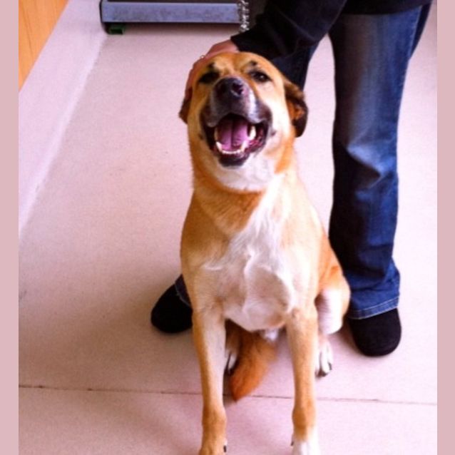 Photo of Harley  (On Trial In My New Home)
