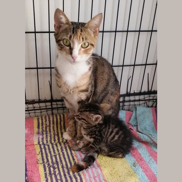 Photo of Wonder Woman *Free To Adopt In April*