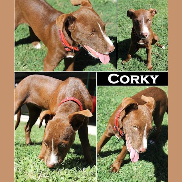 Photo of Corky