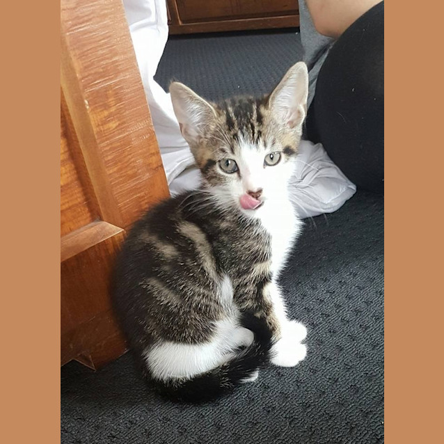 Photo of Toffee 