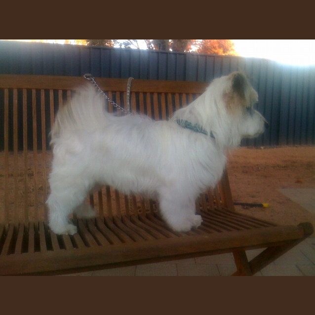 Photo of Bandit *On Trial In His New Home*