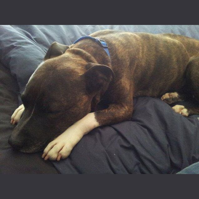 Photo of Daisy   Small Sweet Little Cherub
