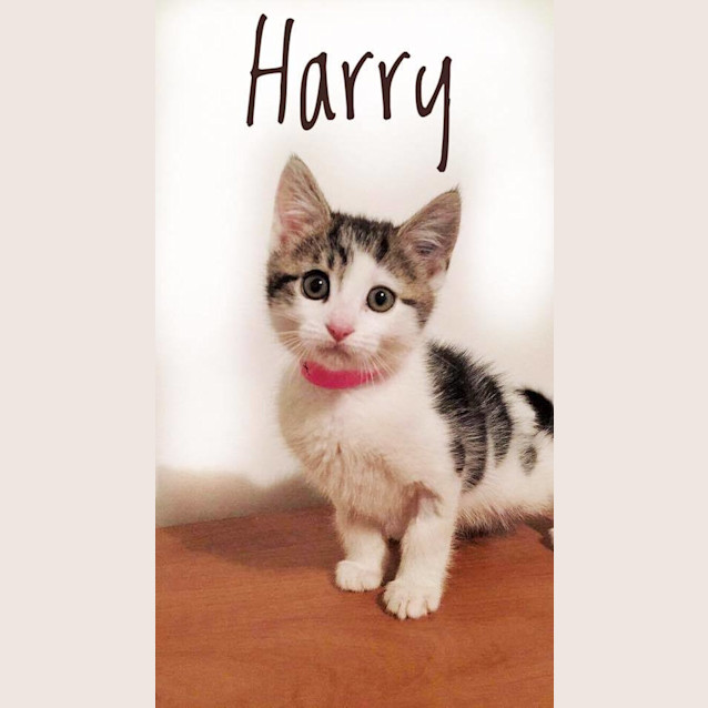 Photo of Harry (Ready To Go)