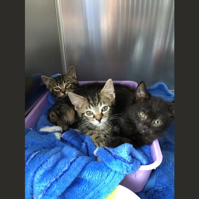 Photo of Woody (Ready To Go)