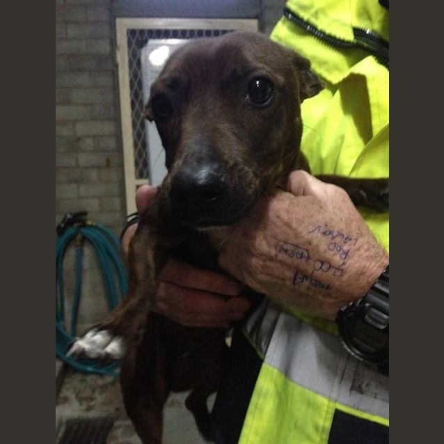 Photo of Sausage Dog Cross Staffie Female