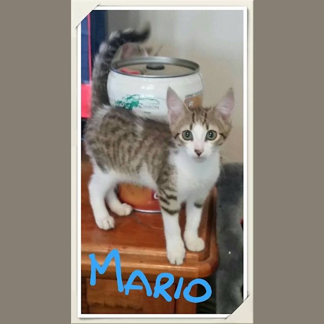 Photo of Mario