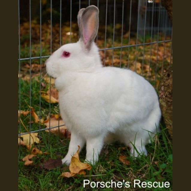 Photo of Miss Bunna  Vaccinated And Desexed