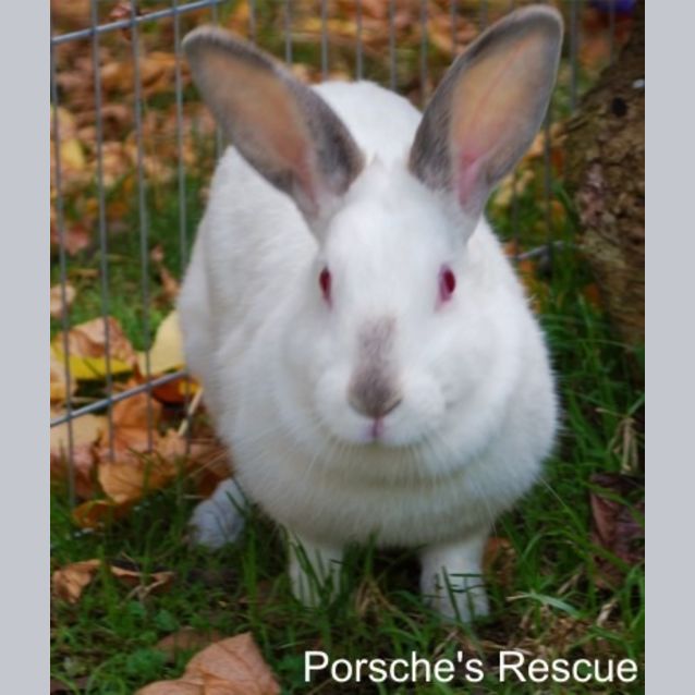 Photo of Miss Bunna  Vaccinated And Desexed