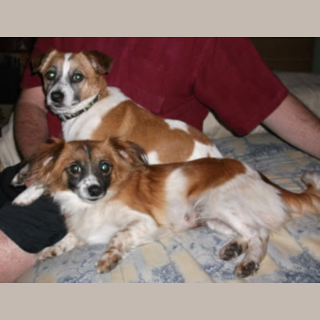 Photo of Penny & Banjo   Litter Mates