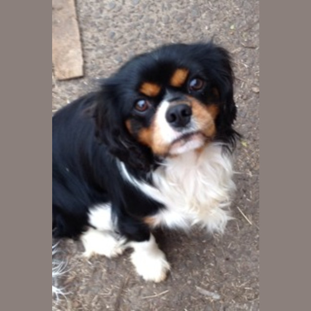Photo of Alby *Adoption Pending*