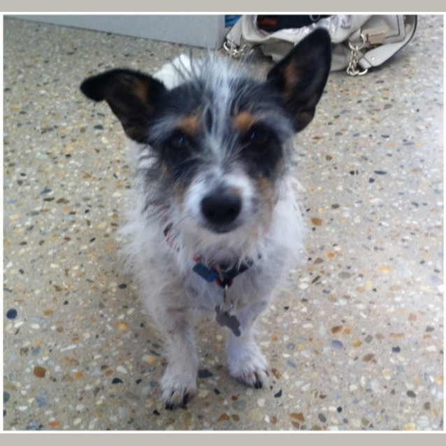 Photo of Stella ***Adoption In Progress**