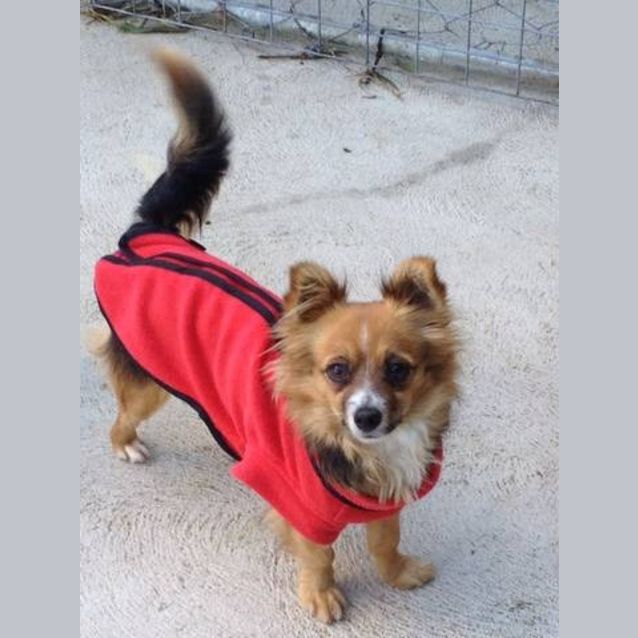 Photo of Brandi**On Adoption Trial**