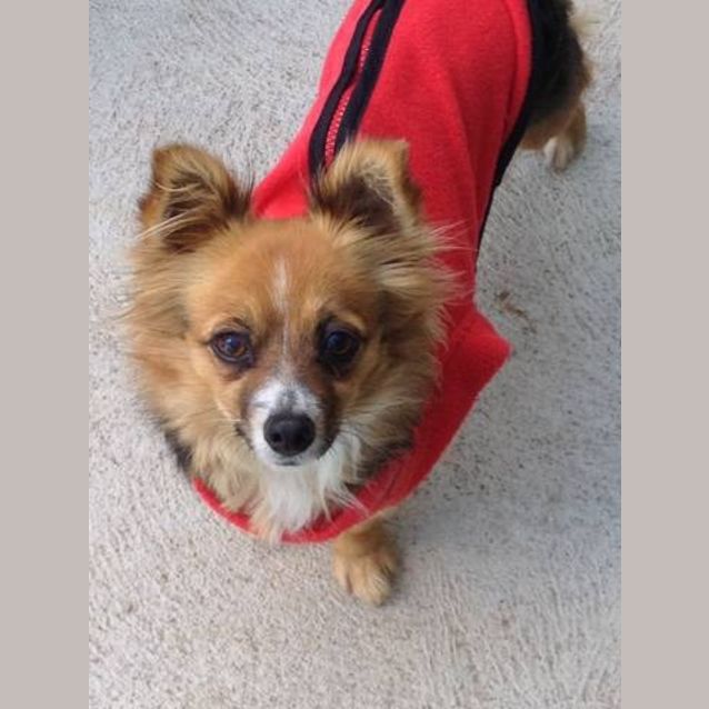 Photo of Brandi**On Adoption Trial**