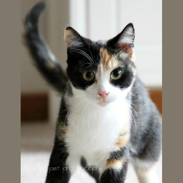 Photo of Poppet   On Trial In Her New Home!