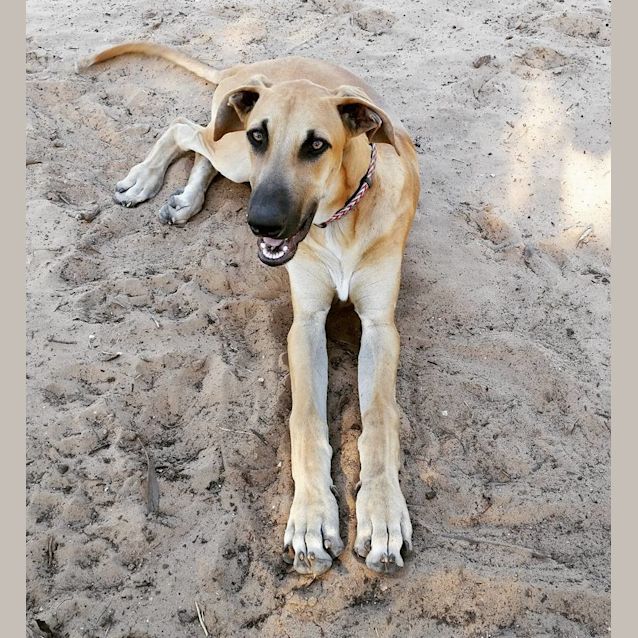 Photo of Bull **Adopted**