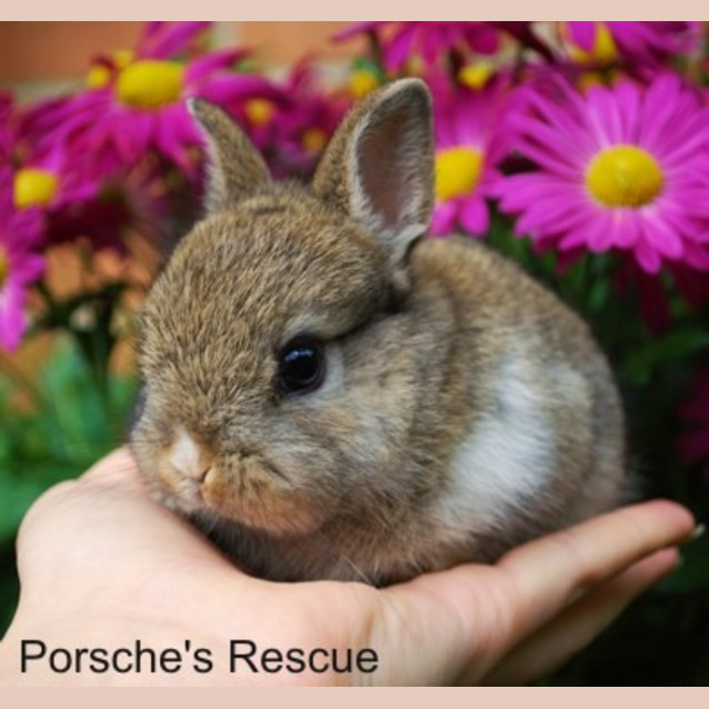 Photo of Polly Pocket  Desexed, Vaccinated, Mc   On Hold