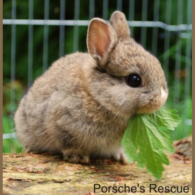 Photo of Polly Pocket  Desexed, Vaccinated, Mc   On Hold