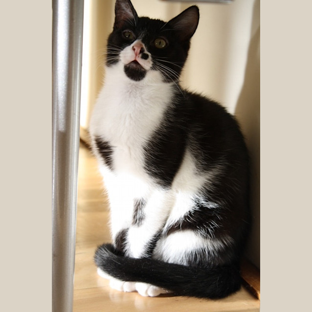 Photo of Coby