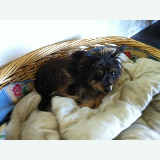 Photo of Tiny Terrier  (Really Tiny)