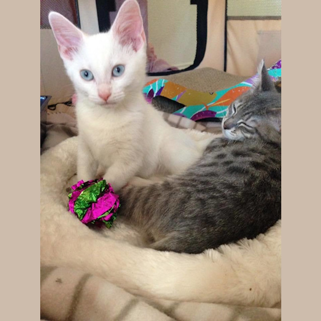 Photo of Faith & Aztec Looking For A Loving Home