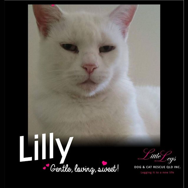 Photo of Lilly