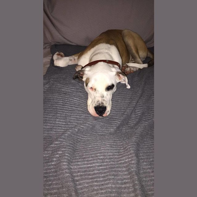 Photo of Archie