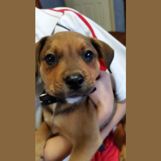 Photo of Baxter ** Our Best Pup ** 