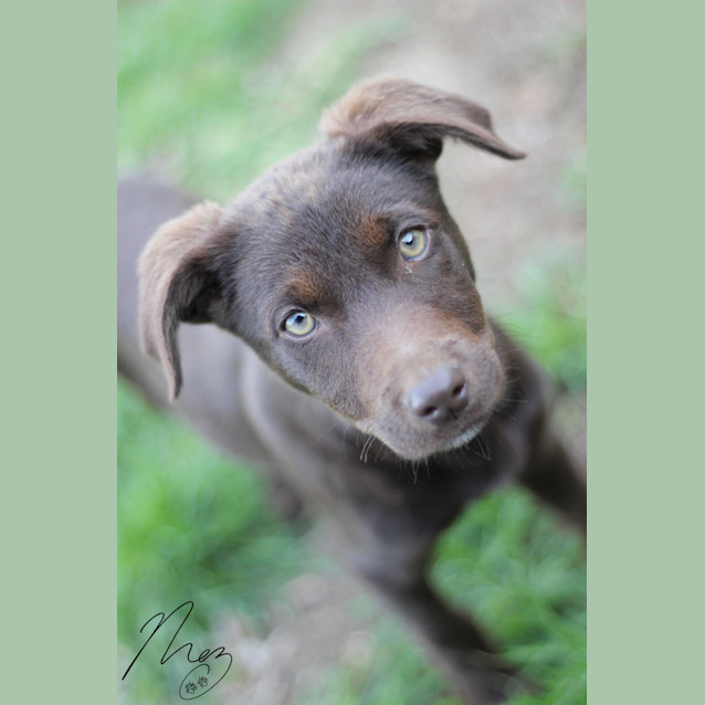 Photo of Darling "Dakota"
