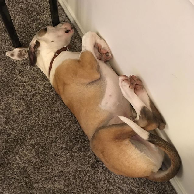 Photo of Archie