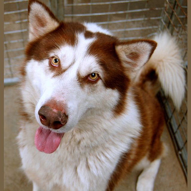 Photo of Storm ***Trialling New Home***