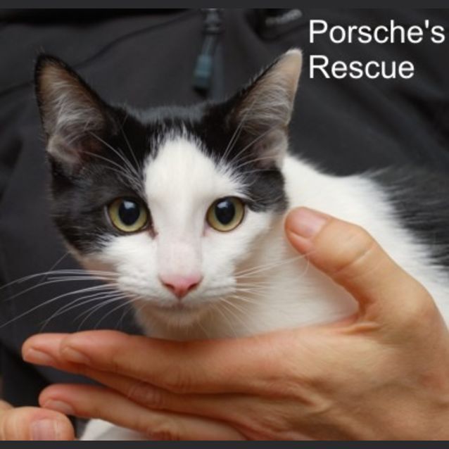 Photo of Possum   On Hold