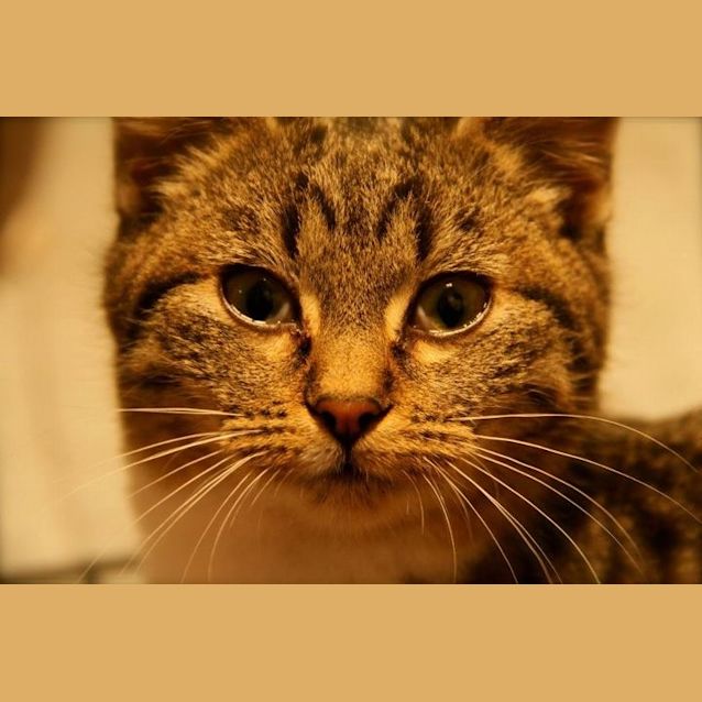 Photo of Cinder
