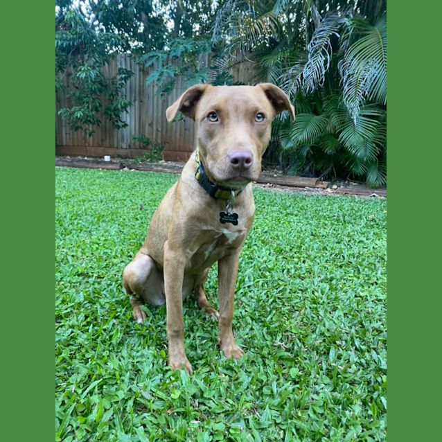 Photo of Rusty