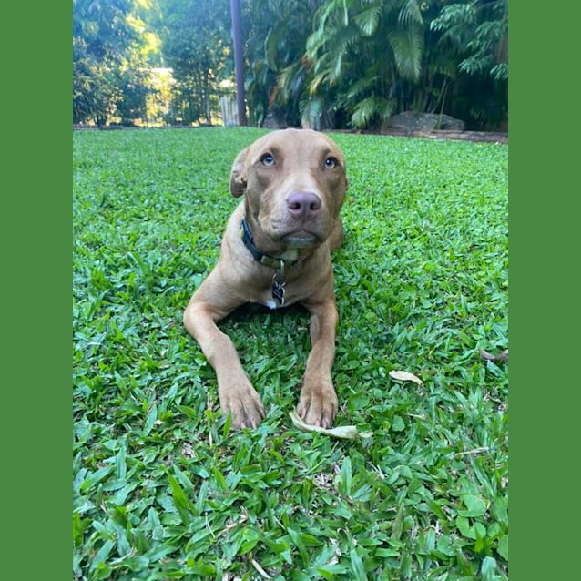 Photo of Rusty