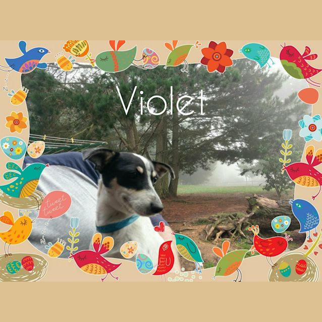 Photo of Violet
