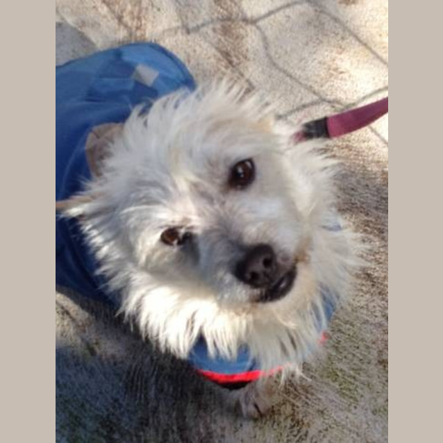 Photo of Emmit *On Adoption Trial*