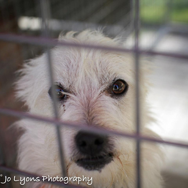 Photo of Emmit *On Adoption Trial*